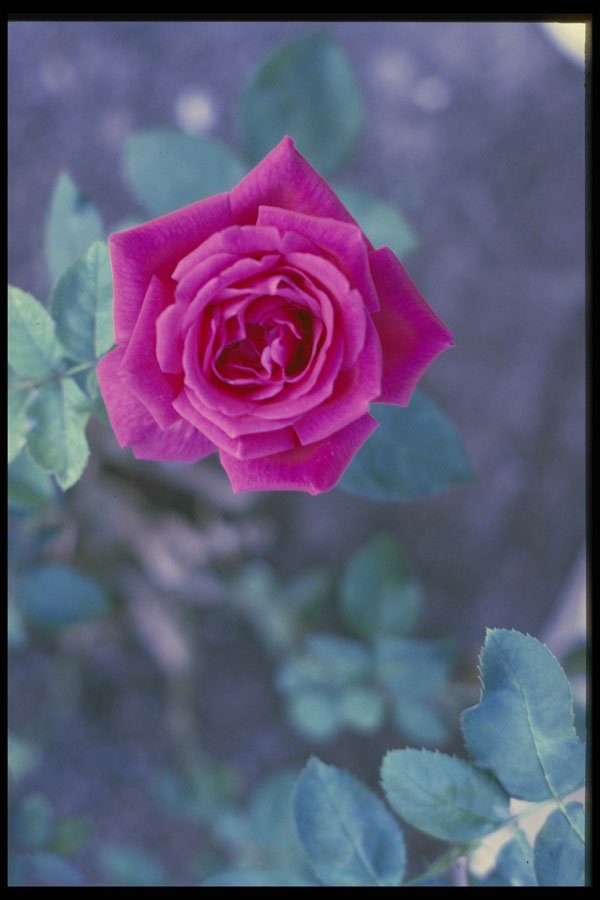 758067 A Spring Present From Nature A4 Photo Print