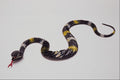 758093 Slimy Snake A4 Photo Print