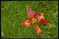 758095 Fall Colored Maple Leaves On Carpet Of Moss A4 Photo Print