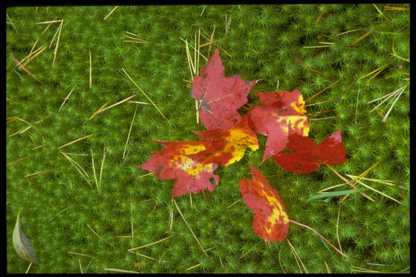 758095 Fall Colored Maple Leaves On Carpet Of Moss A4 Photo Print