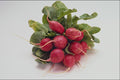 760091 Radishes A4 Photo Print
