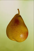 760095 English Peckham Pear A4 Photo Print