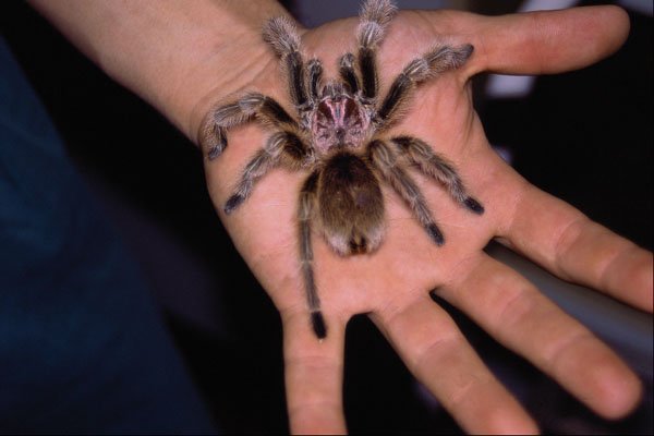 761020 Chilean Rose haired Tarantula A4 Photo Print