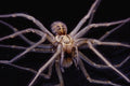 761038 Menacing Recluse Spider, Astride Reflective Metal A4 Photo Print
