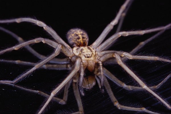761038 Menacing Recluse Spider, Astride Reflective Metal A4 Photo Print