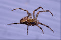 761039 Large Garden Spider, Profile, Suspended In Web A4 Photo Print