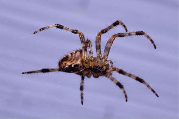 761039 Large Garden Spider, Profile, Suspended In Web A4 Photo Print