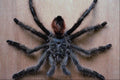 761050 Tarantula, Ecuador A4 Photo Print