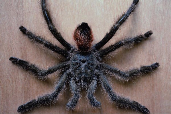 761050 Tarantula, Ecuador A4 Photo Print