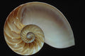 761080 Nautilus Shell A4 Photo Print