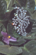 762040 Diamond Brooch A4 Photo Print