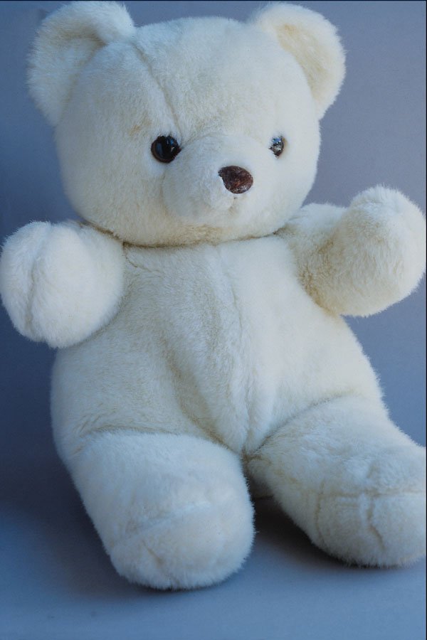 762046 White Teddy Bear A4 Photo Print