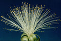 762048 Malabar Chestnut, Pachira Aquatica A4 Photo Print