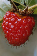 762049 Akala, Rubus Hawaiiensis A4 Photo Print