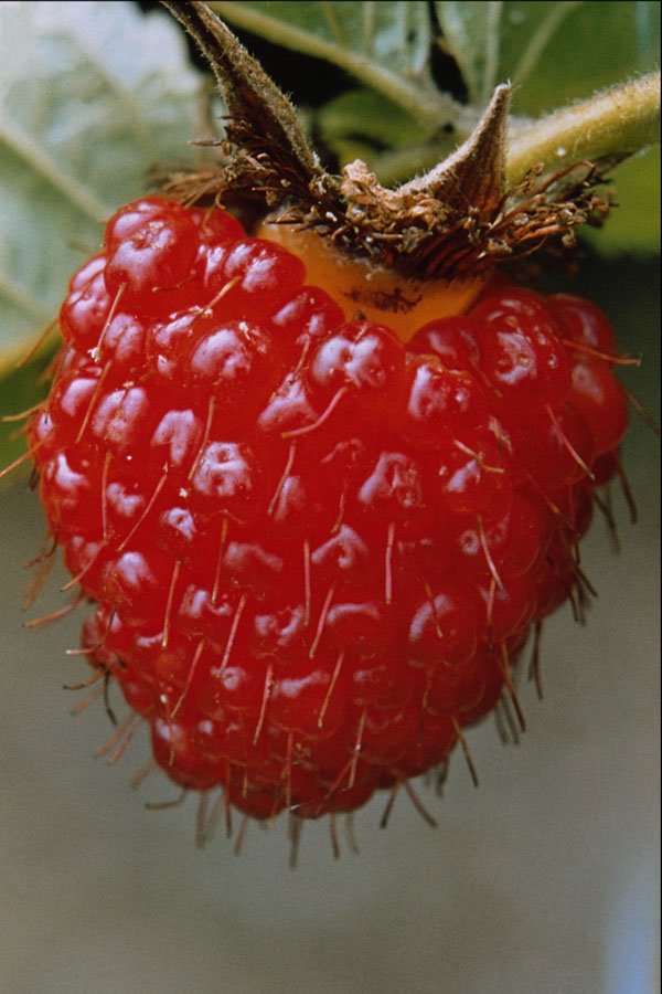 762049 Akala, Rubus Hawaiiensis A4 Photo Print