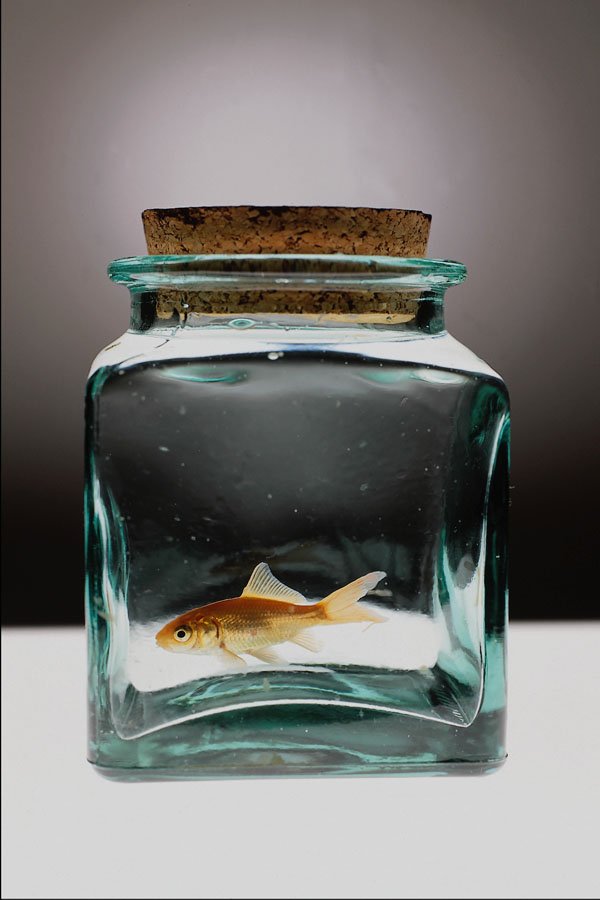 762050 Goldfish In Jar A4 Photo Print