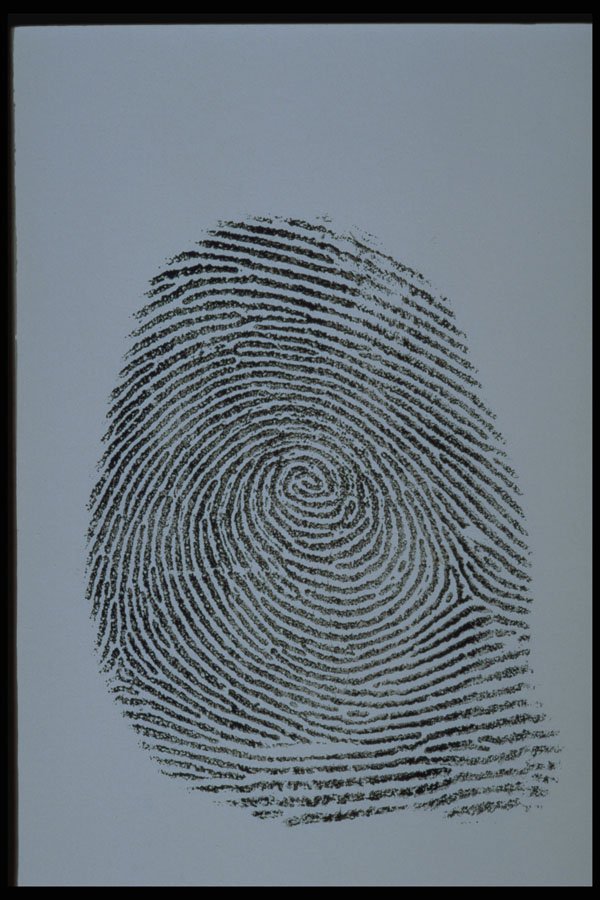 762051 Fingerprint A4 Photo Print