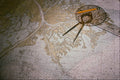 762060 Marine Chart And Compass, Divider A4 Photo Print