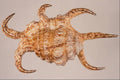 763001 Arthritic Spider, Conch A4 Photo Print