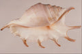 763002 Common Spider, Conch A4 Photo Print