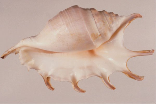 763002 Common Spider, Conch A4 Photo Print