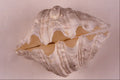 763003 Giant Clam A4 Photo Print