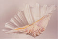 763004 Giant Clam A4 Photo Print