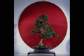 764052 Bonsai Tree A4 Photo Print