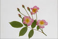 764058 Pink Flower A4 Photo Print
