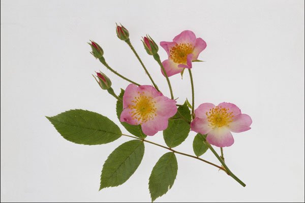764058 Pink Flower A4 Photo Print