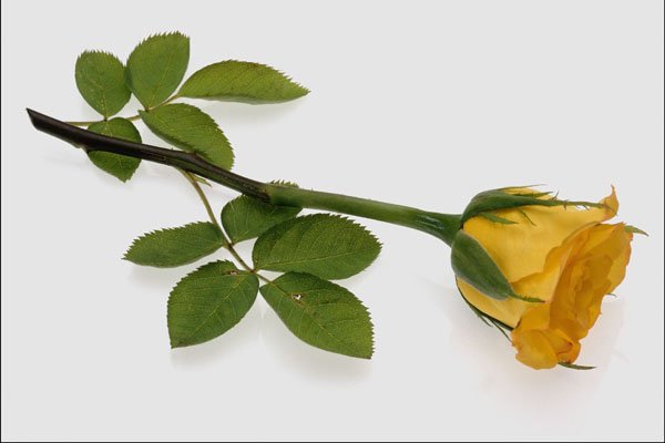 764059 Yellow Rose A4 Photo Print