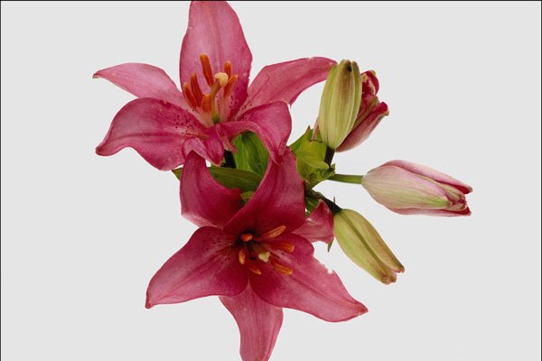 764061 Pink Flowers A4 Photo Print