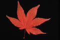 764079 Japanese Maple A4 Photo Print