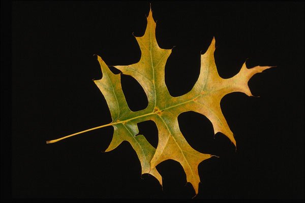 764080 Scarlet Oak A4 Photo Print