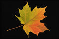 764081 Sugar Maple A4 Photo Print