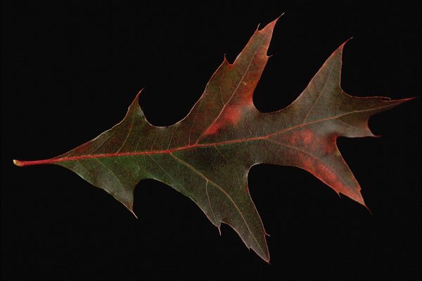 764082 Pin Oak A4 Photo Print