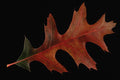764083 Black Oak A4 Photo Print