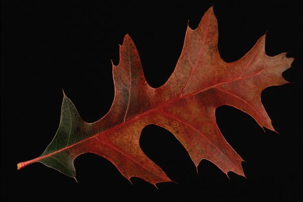 764083 Black Oak A4 Photo Print
