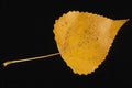 764084 Balsam Poplar A4 Photo Print