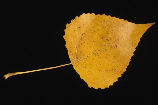 764084 Balsam Poplar A4 Photo Print
