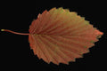 764085 Viburnum A4 Photo Print