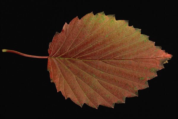 764085 Viburnum A4 Photo Print