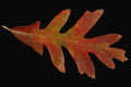 764086 White Oak A4 Photo Print