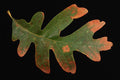 764087 White Oak A4 Photo Print