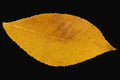 764088 White Ash A4 Photo Print