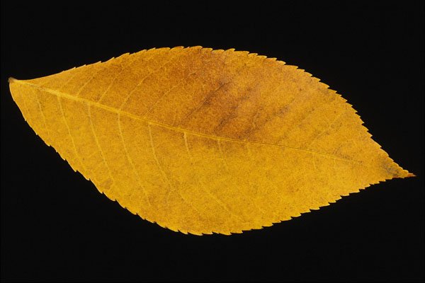 764088 White Ash A4 Photo Print