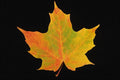 764090 Sugar Maple A4 Photo Print