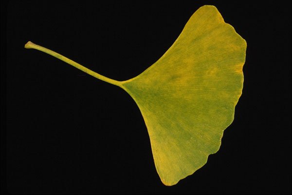 764091 Ginkgo A4 Photo Print