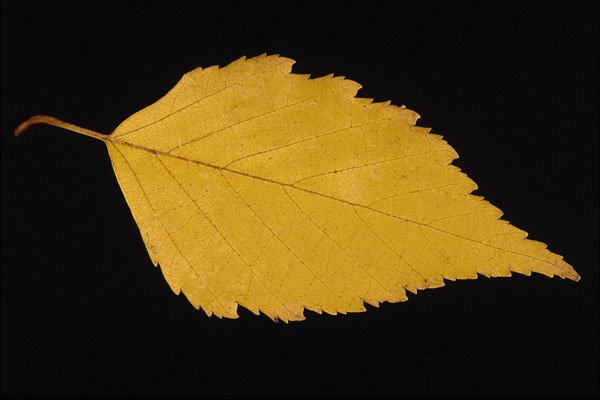 764092 Paper Birch A4 Photo Print