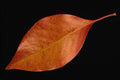 764093 Black Cherry A4 Photo Print